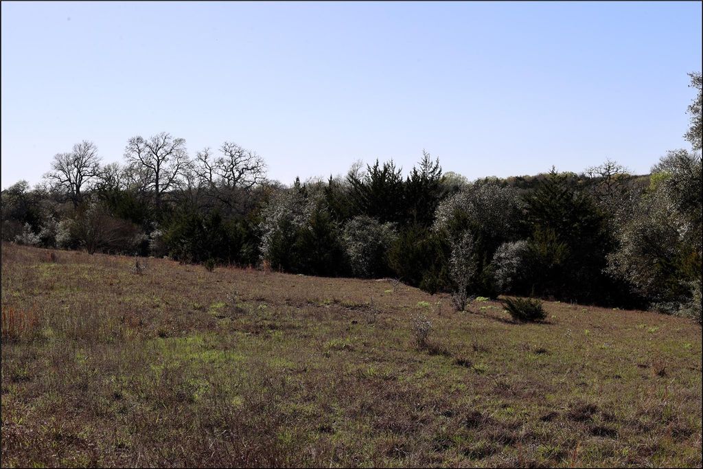Rolling terrain with trees