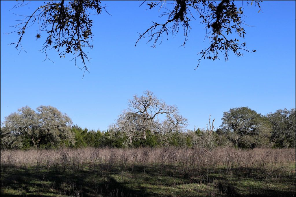 Open pasture with mature oak trees