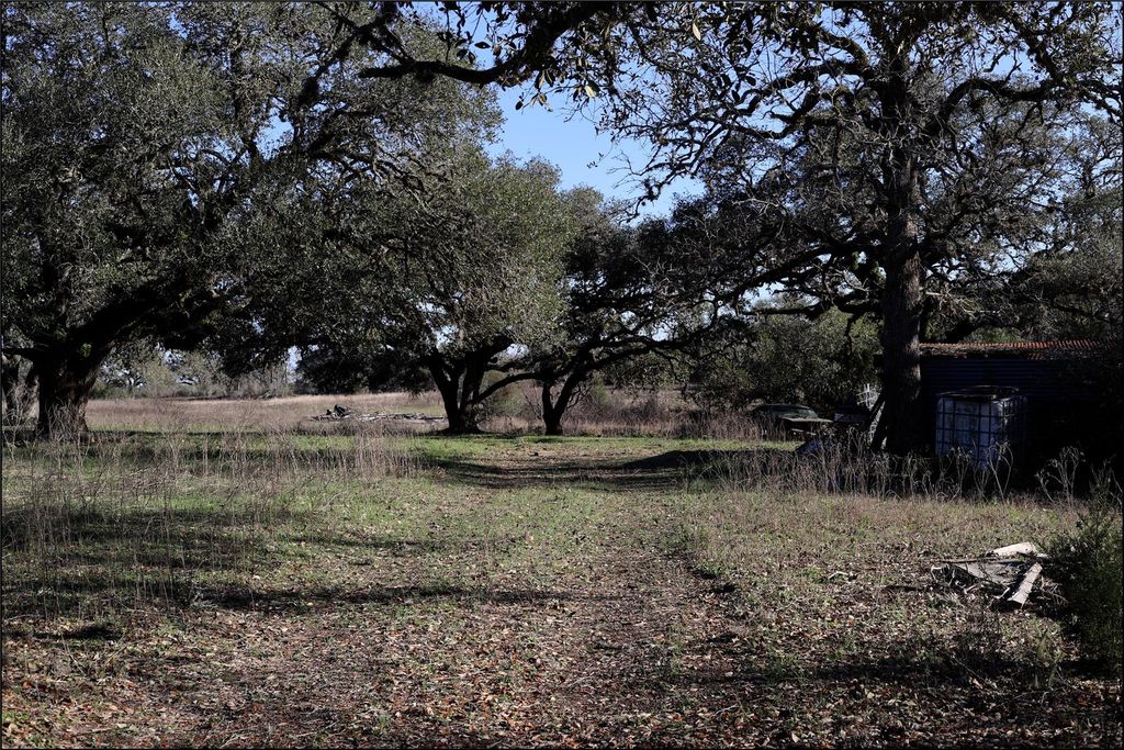 Mature oak trees and open space
