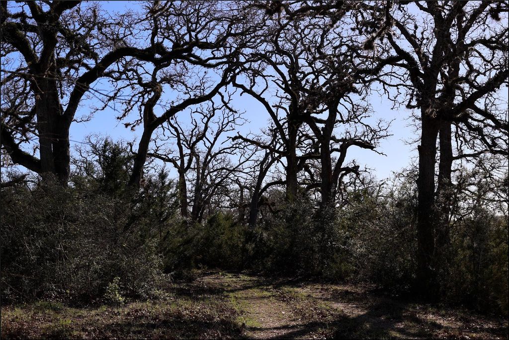 Oak canopy along property trail