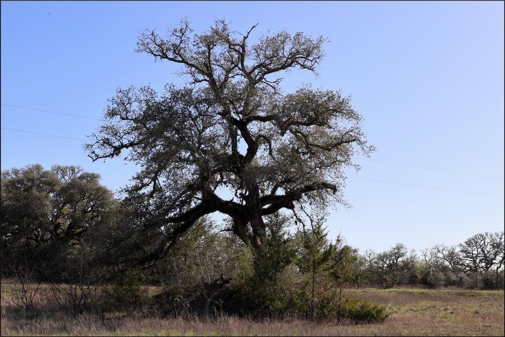 Iconic heritage oak tree on the property